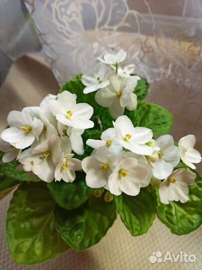 Сортовые фиалки