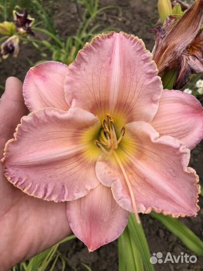 Лилейники сортовые