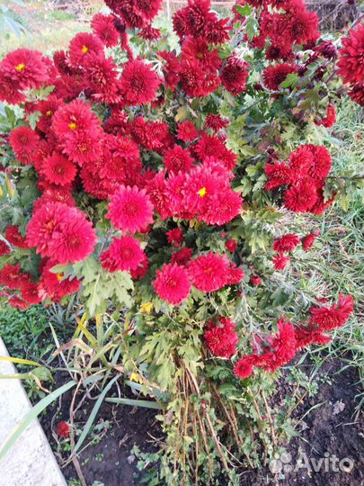 Кусты хризонтем