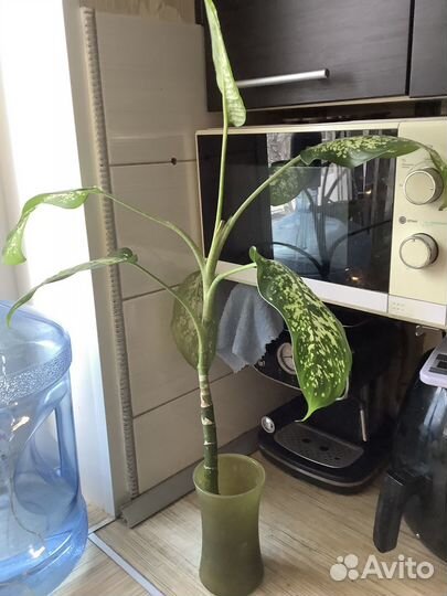 Диффенбахия