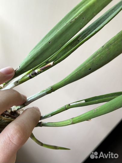 Орхидея brassavola nodosa