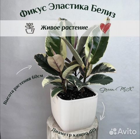 Фикус Эластика Белиз 3 ствола купить в Москве | Товары для дома и дачи ...