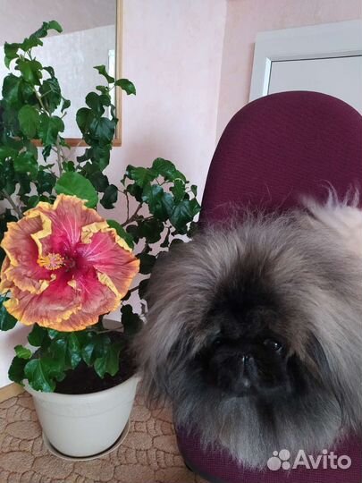 Пекинес. Вязка