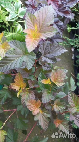 Пузыреплодник