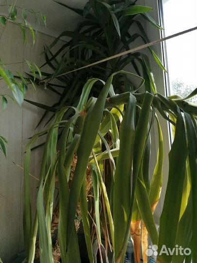 Пальма Юкка