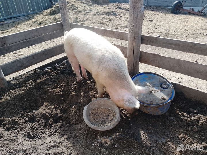 Хряк на племя
