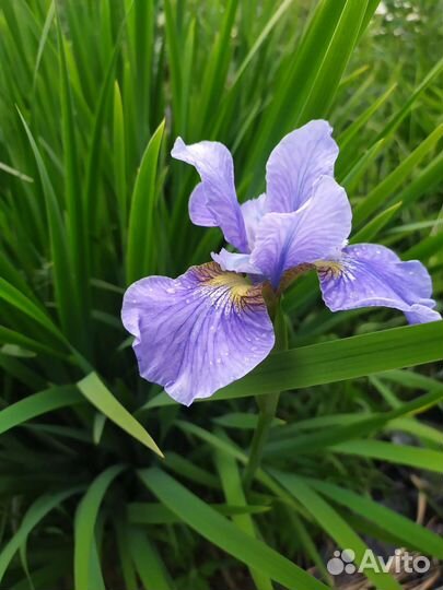 Ирис сибирский голубой
