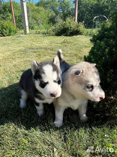 Щенки Хаски