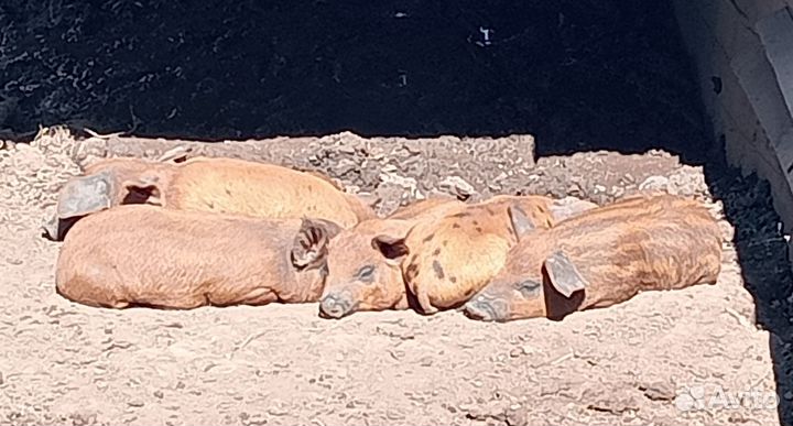 Венгерская монгалица