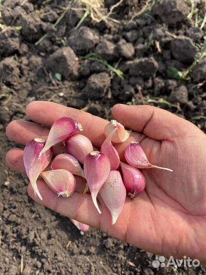 Агроном, Агросопровождение, Агроконсалтинг