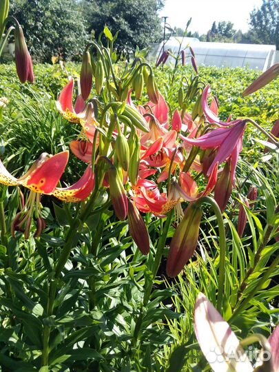 Лилия видоыая - Фьюжин