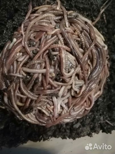 Червь для рыбалки