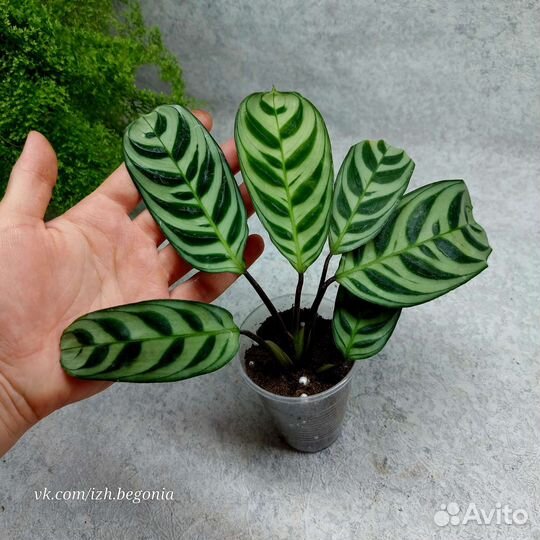 Калатея, ктенанта, строманта