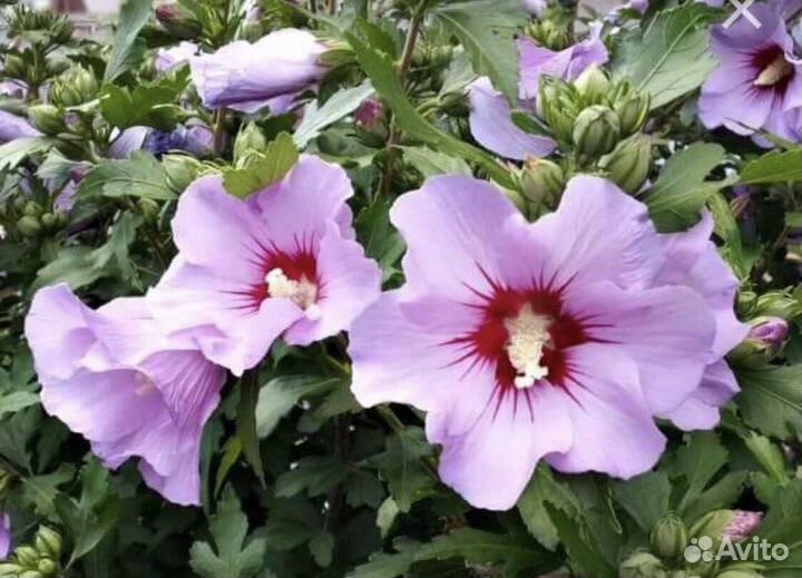 Гибискус сирийский