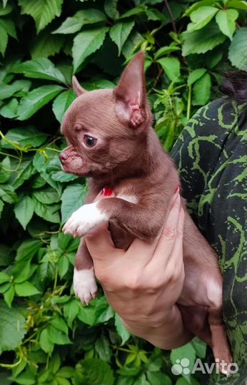 Микро девочка чихуахуа