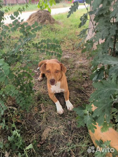 Собака в добрые руки