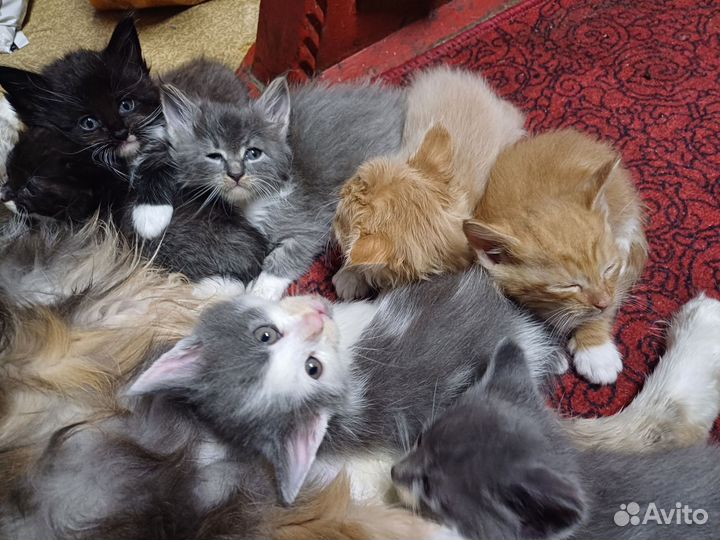 Котята мейн-кун метис