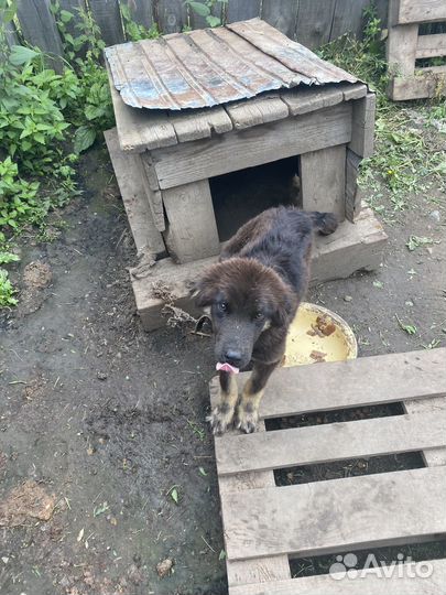 Отдам бесплатно в дар собак