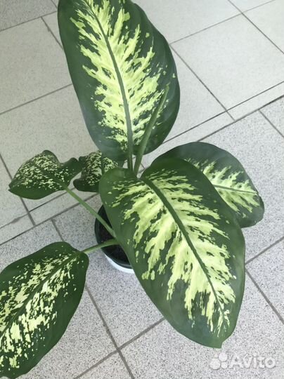 Финиковая пальма