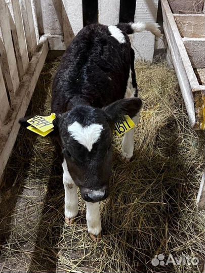 Телята бычки