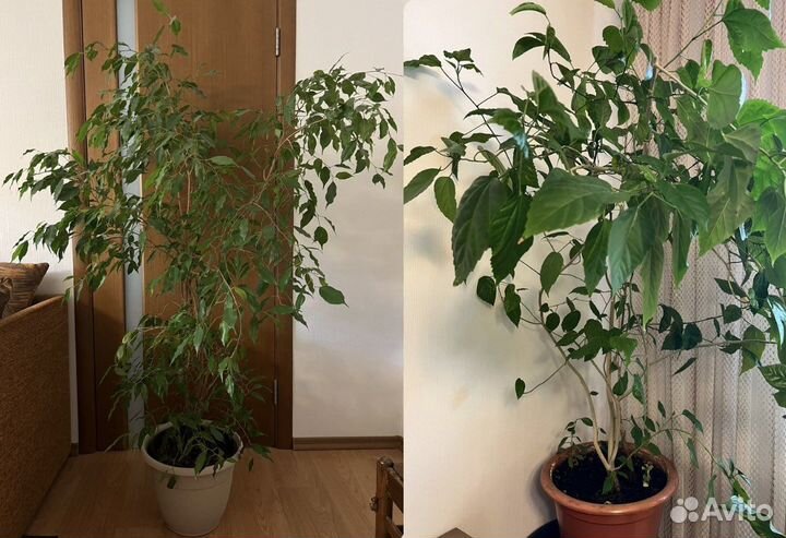 Фикус бенжамина большой китайская роза большая