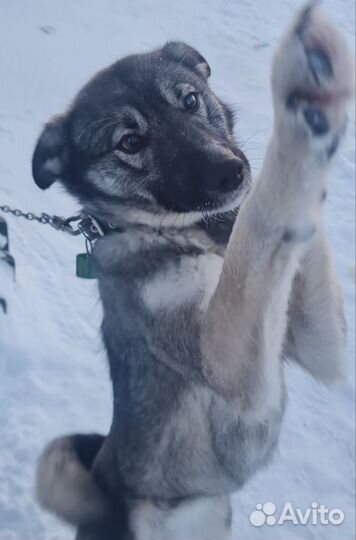 Собака в добрые руки мальчик