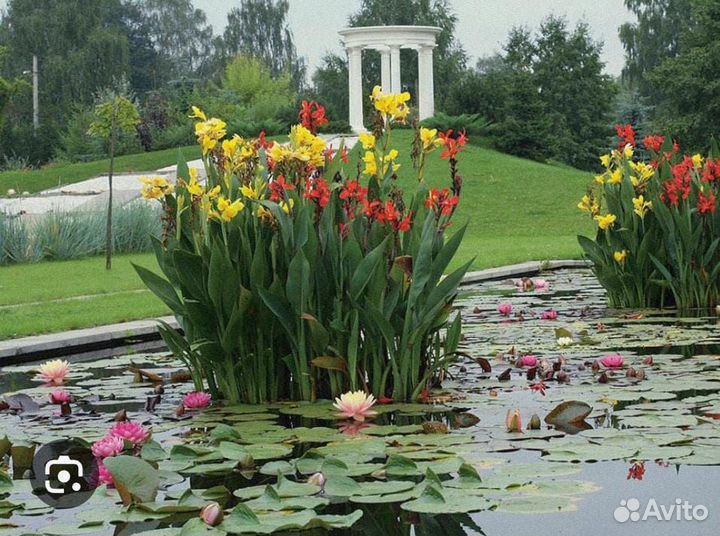 Цветы канны