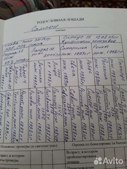 Жеребец тяжеловоз