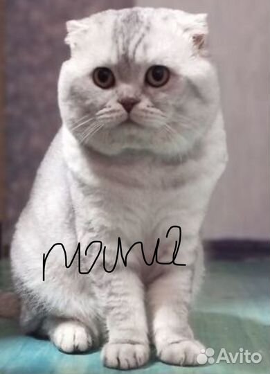 Шотландская