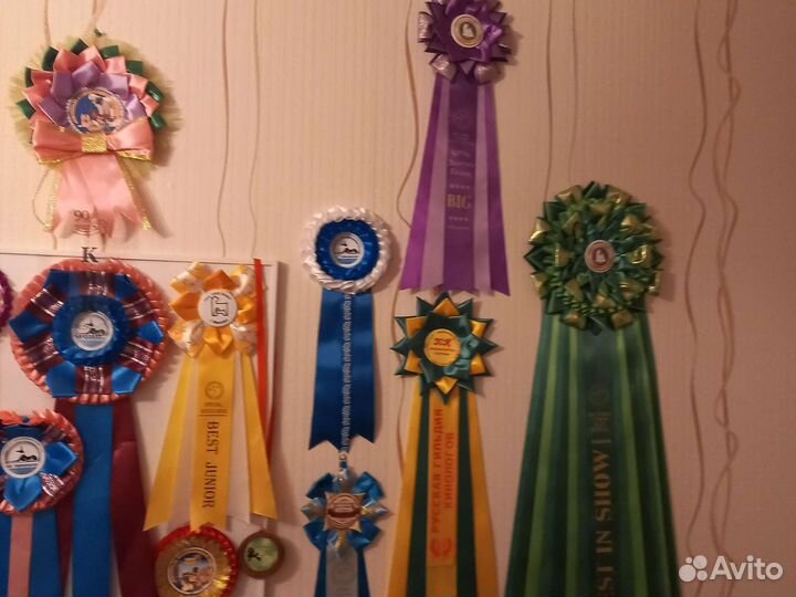 Бульмастиф