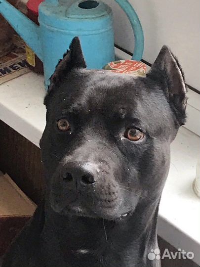 Питбуль вязка