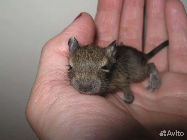 Бельчата Дегу