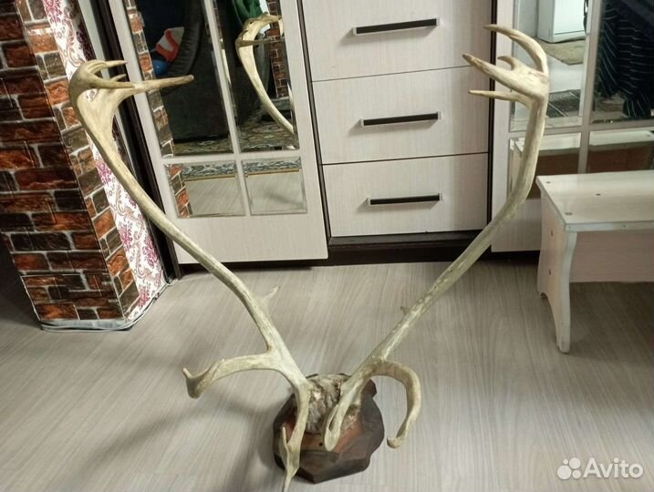 Продам рога оленя
