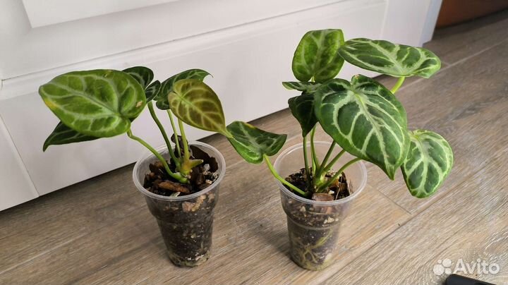 Комнатные растения 2