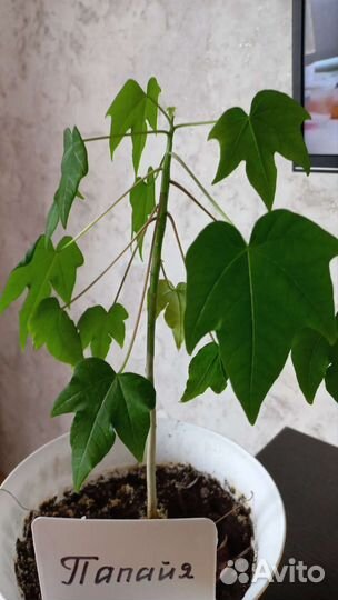 Комнатные растения