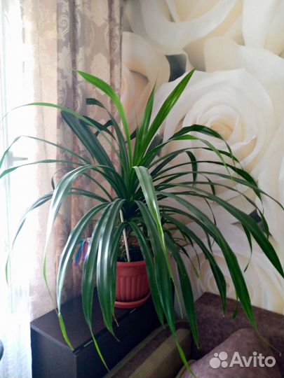 Панданус большой