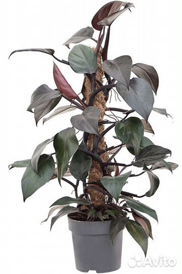 Филодендрон Нью Ред,Тортум,сквамифермум