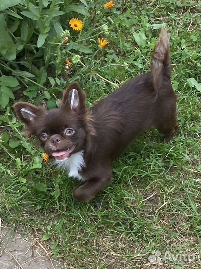 Подрощенные девочки чихуахуа продажа