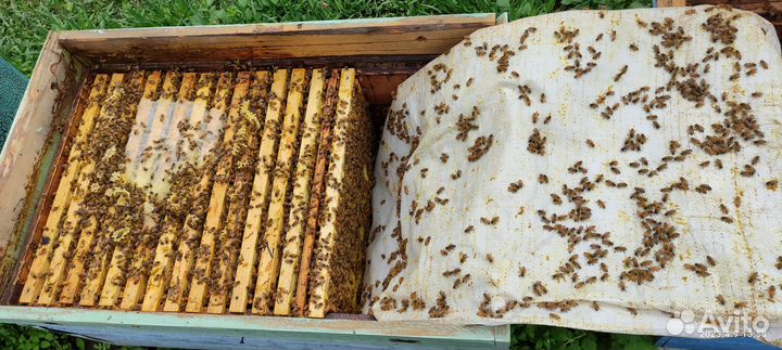 Пчелосемьи, пчелопакеты