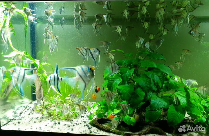 Аквариумные рыбки Скалярии