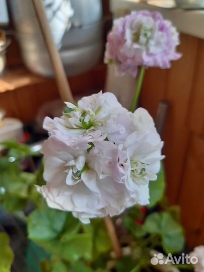 Пеларгония герань коллекция, коланхое