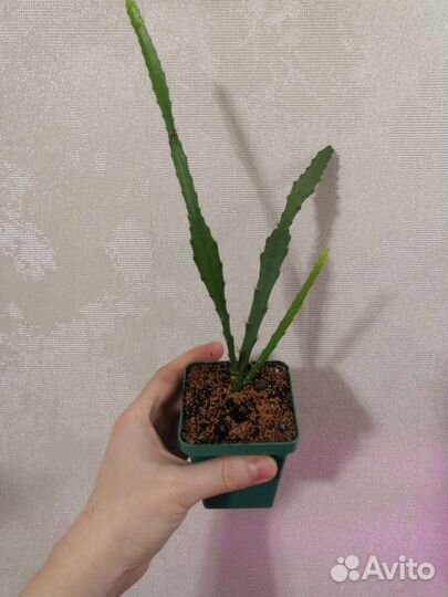 Неприхотливы комнатные растения