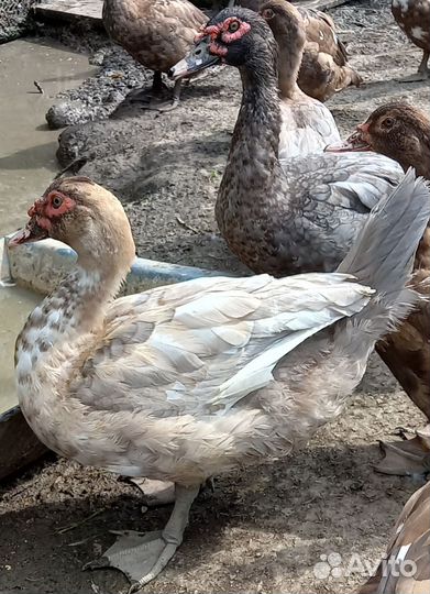 Мускусные утки