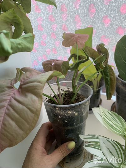 Сингониум пинк