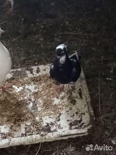 Продажа бакинских голубей