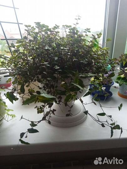 Традесканция