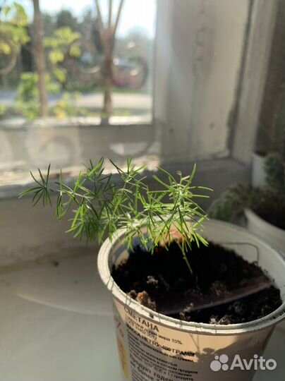 Кактусы, молочай, аспарагус