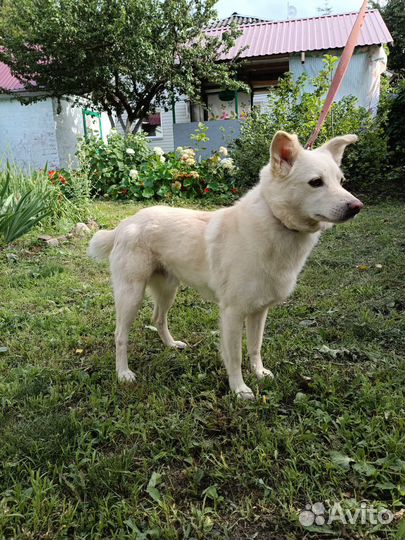 Швейцарская овчарка (метис)