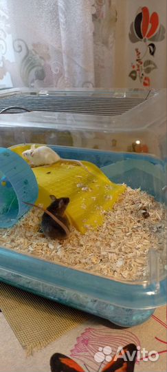 Клетка для грызунов с грызунами