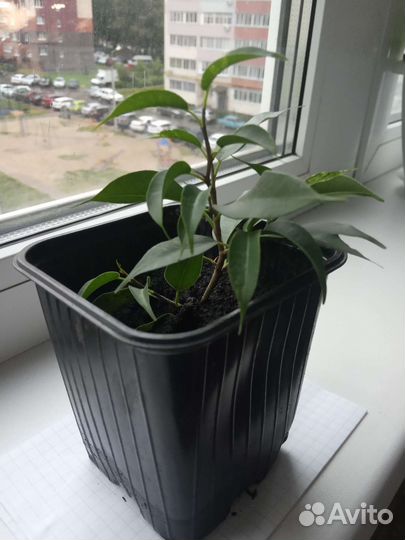 Фикус бенджамина наташа